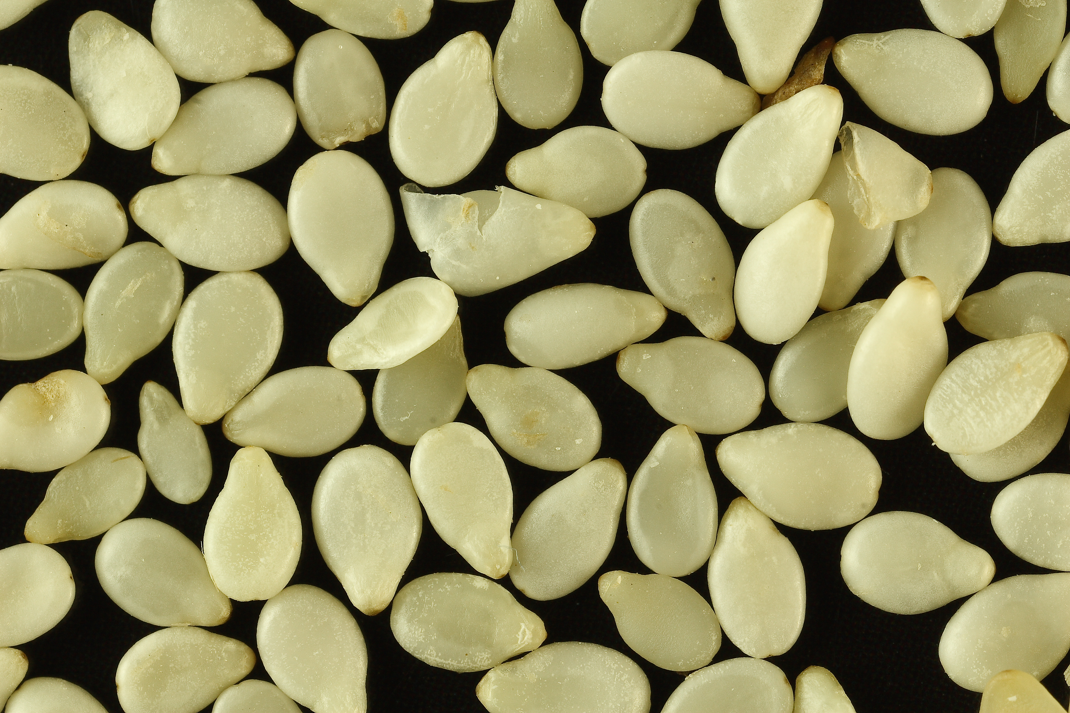 Sesame seeds for export